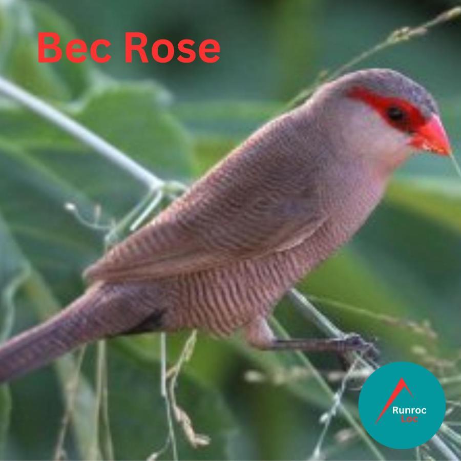 Bec Rose - Clim - Wi-Fi - Jardin Apartment Saint-Leu Exterior foto